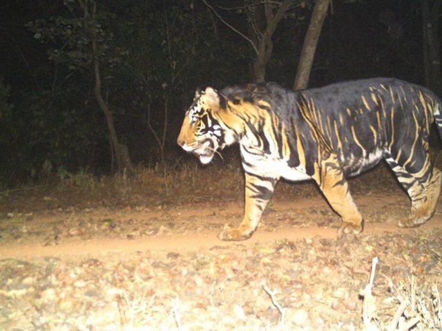 Similipal National Park - Mayurbhanj tour package